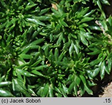 Azorella trifurcata Nana