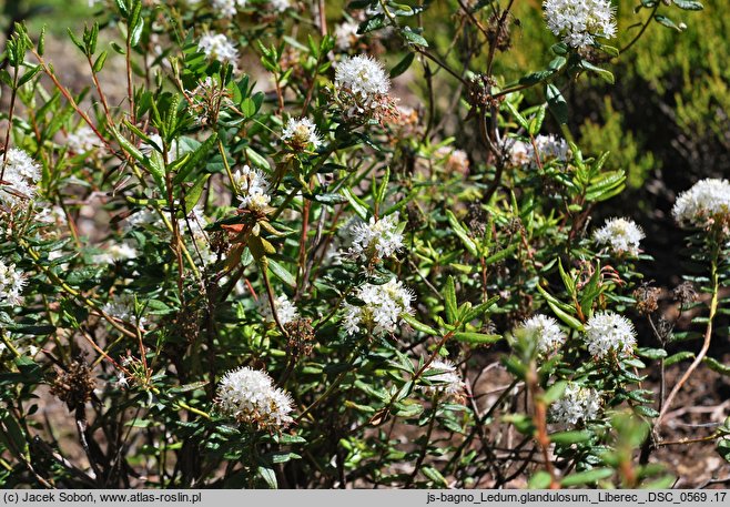 Ledum glandulosum