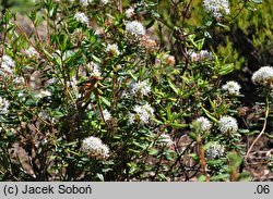 Ledum glandulosum