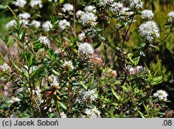 Ledum glandulosum