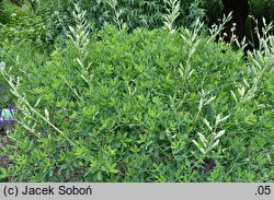 Baptisia australis (baptysja błękitna)