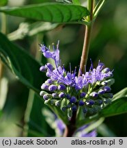 Caryopteris ×clandonensis Heavenly Blue