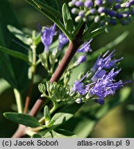 Caryopteris ×clandonensis Heavenly Blue