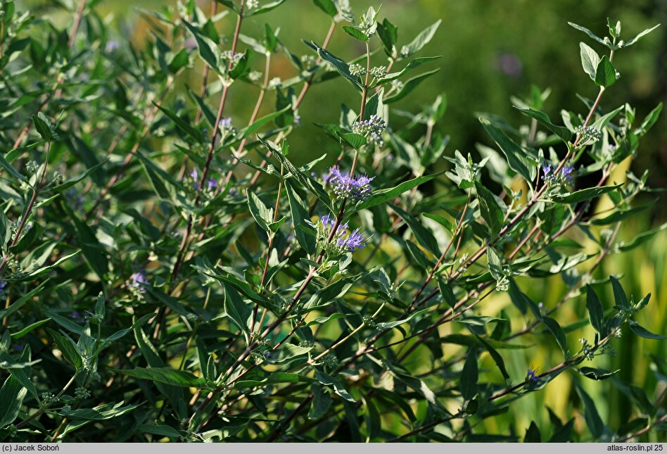 Caryopteris ×clandonensis Heavenly Blue