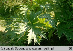 Heracleum mantegazzianum (barszcz Mantegazziego)