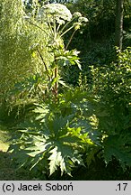 Heracleum mantegazzianum (barszcz Mantegazziego)