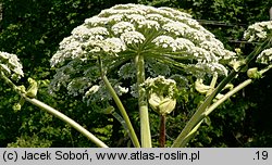 Heracleum mantegazzianum (barszcz Mantegazziego)