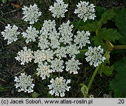 Heracleum mantegazzianum (barszcz Mantegazziego)