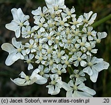 Heracleum mantegazzianum (barszcz Mantegazziego)