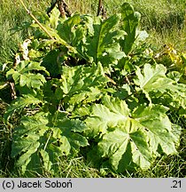 Heracleum sosnowskyi (barszcz Sosnowskiego)