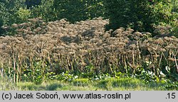 Heracleum sosnowskyi (barszcz Sosnowskiego)