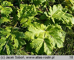 Heracleum sosnowskyi (barszcz Sosnowskiego)