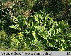 Heracleum sosnowskyi (barszcz Sosnowskiego)