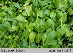 Vinca difformis (barwinek odmienny)