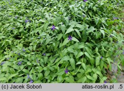 Vinca difformis (barwinek odmienny)