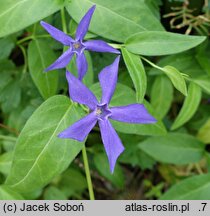 Vinca difformis (barwinek odmienny)