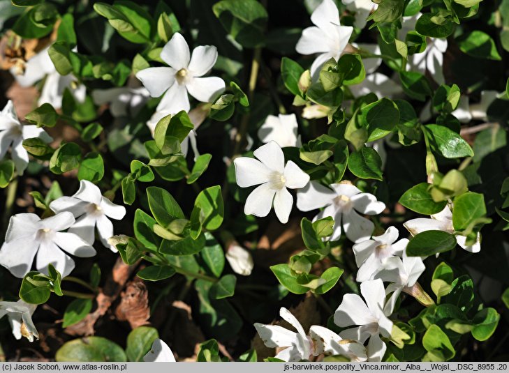 Vinca minor Alba