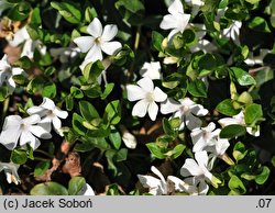 Vinca minor Alba