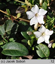 Vinca minor Alba