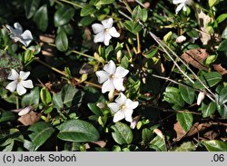 Vinca minor Alba