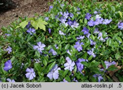 Vinca minor Anna