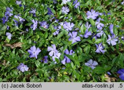 Vinca minor Anna