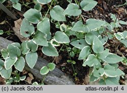 Vinca minor Argenteovariegata