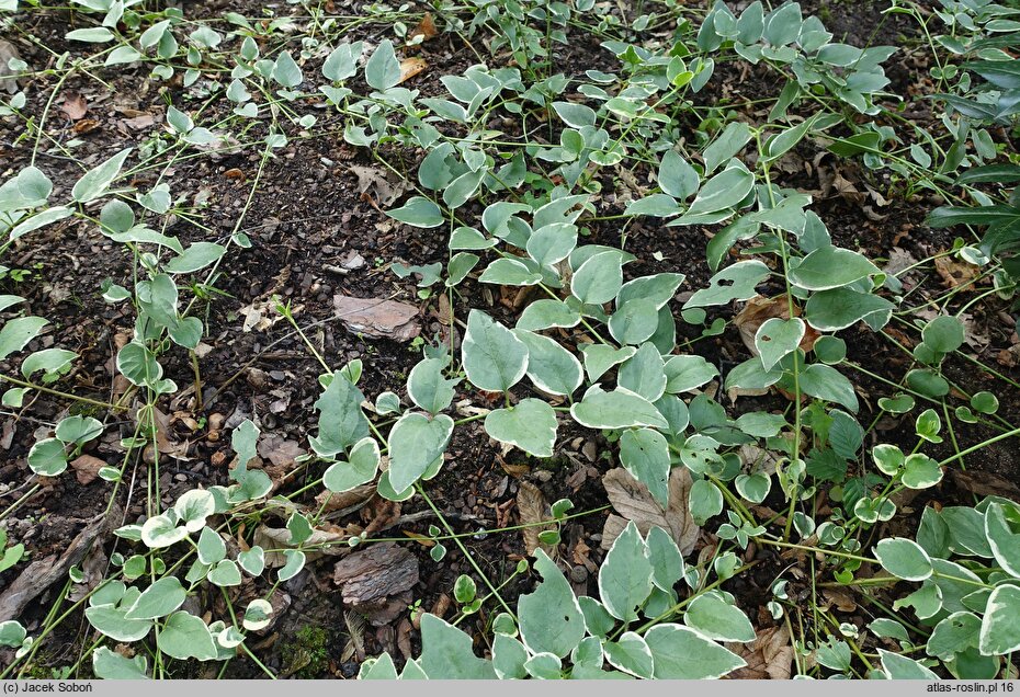 Vinca minor Argenteovariegata