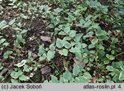 Vinca minor Argenteovariegata