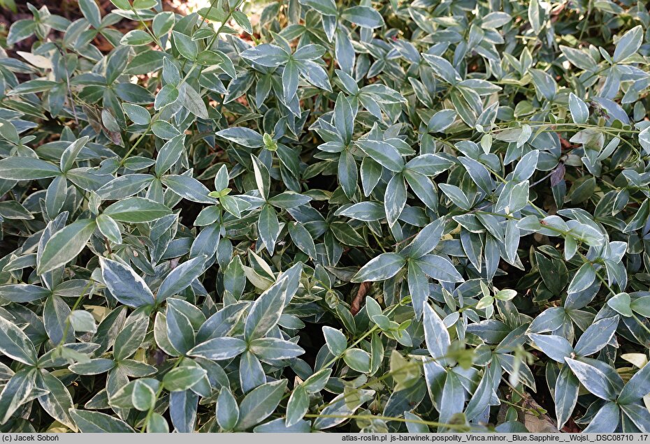Vinca minor Blue Sapphire