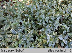 Vinca minor Blue Sapphire