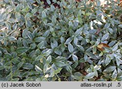 Vinca minor Blue Sapphire