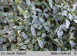Vinca minor Blue Sapphire