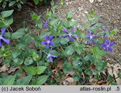 Vinca minor Blue Waves