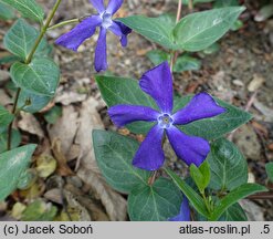 Vinca minor Blue Waves