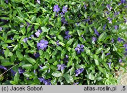 Vinca minor Bowles Cunningham