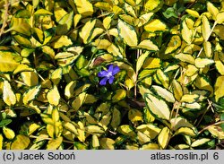 Vinca minor Cahill