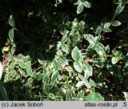 Vinca minor Evelyn