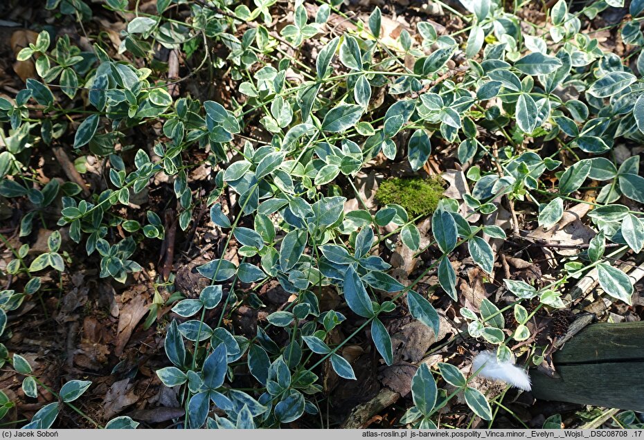Vinca minor Evelyn