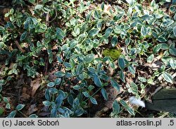 Vinca minor Evelyn