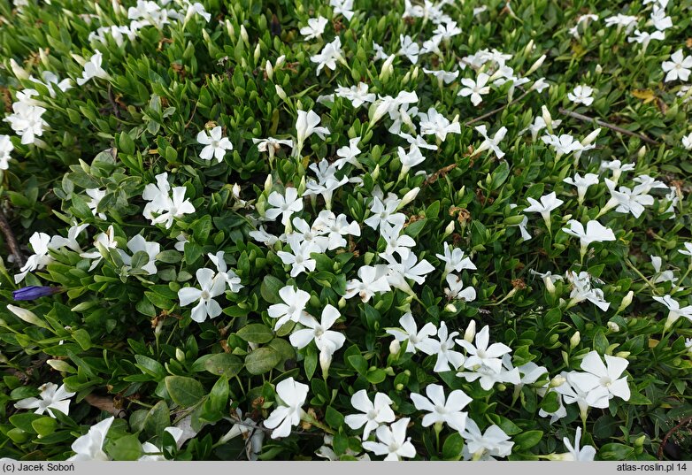 Vinca minor Gertrude Jekyll