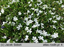 Vinca minor Gertrude Jekyll