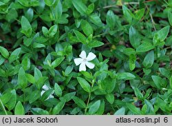 Vinca minor Gertrude Jekyll