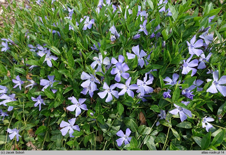 Vinca minor Josefine