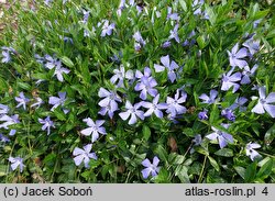 Vinca minor Josefine