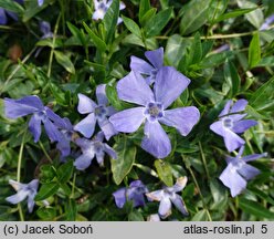 Vinca minor Josefine