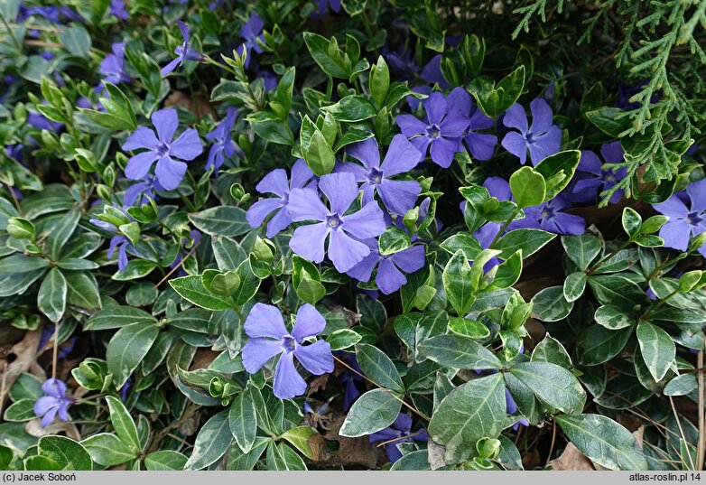 Vinca minor Parvin