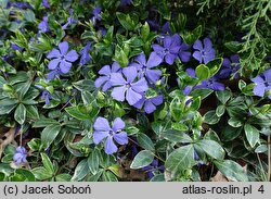 Vinca minor Parvin