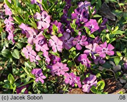 Vinca minor Verino