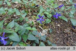 Vinca major ssp. balcanica (barwinek bałkański)